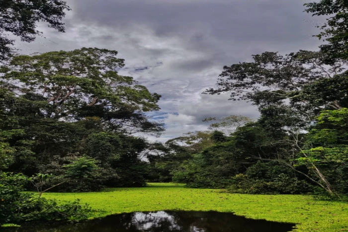 Vida silvestre del Amazonas